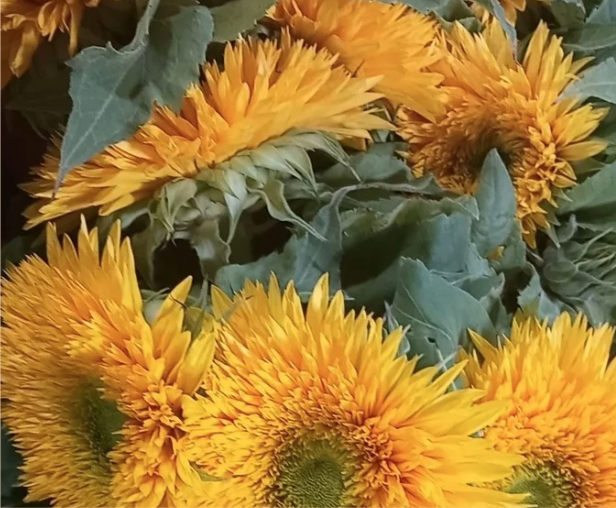 Bright yellow sunflowers arrangement