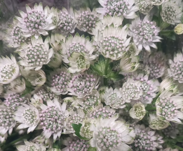 White astrantia flower arrangement