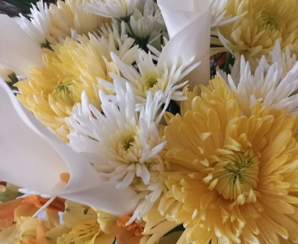 White and yellow chrysanthemums